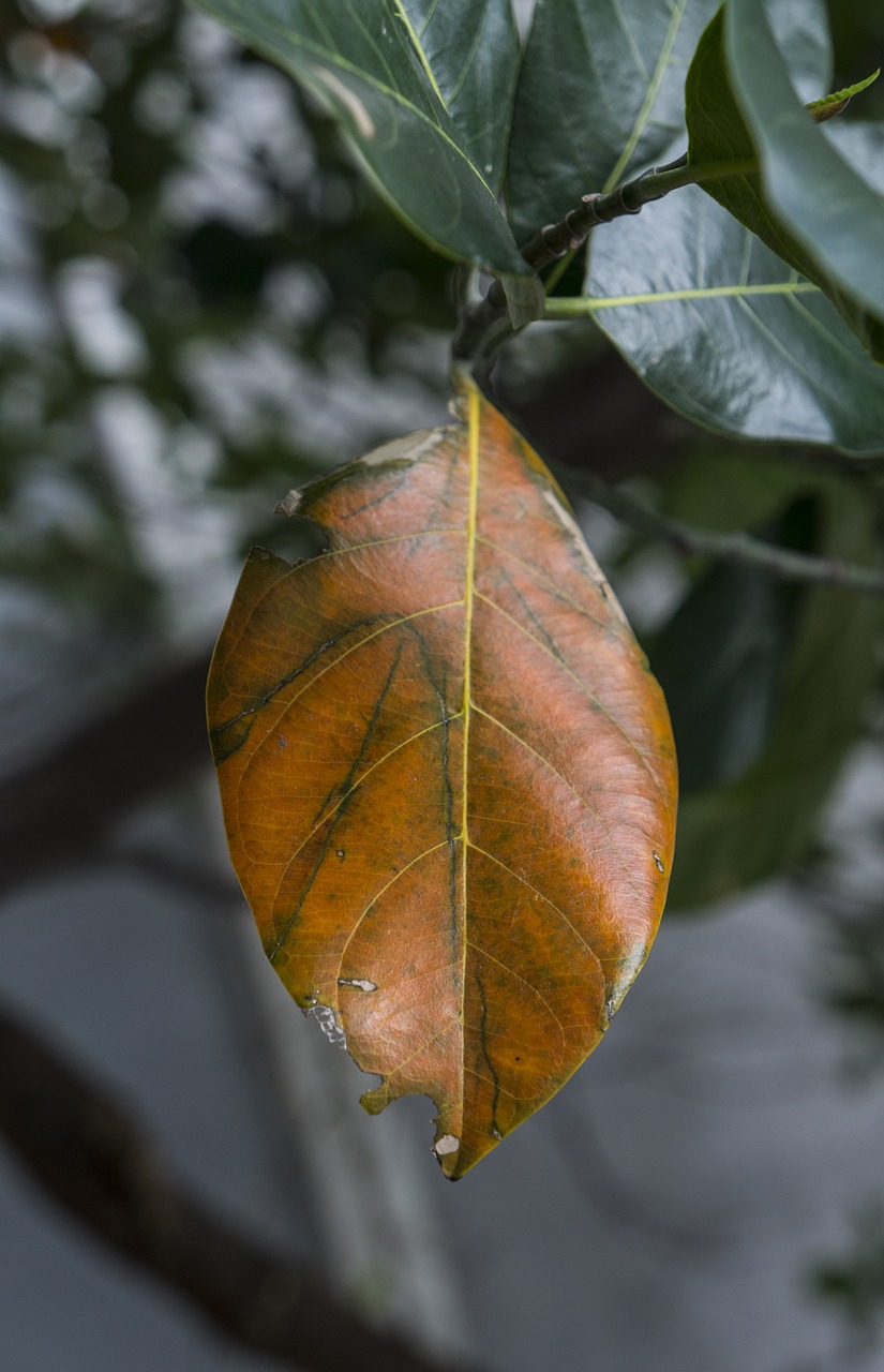 natural leaf leaves jackfruit free photo