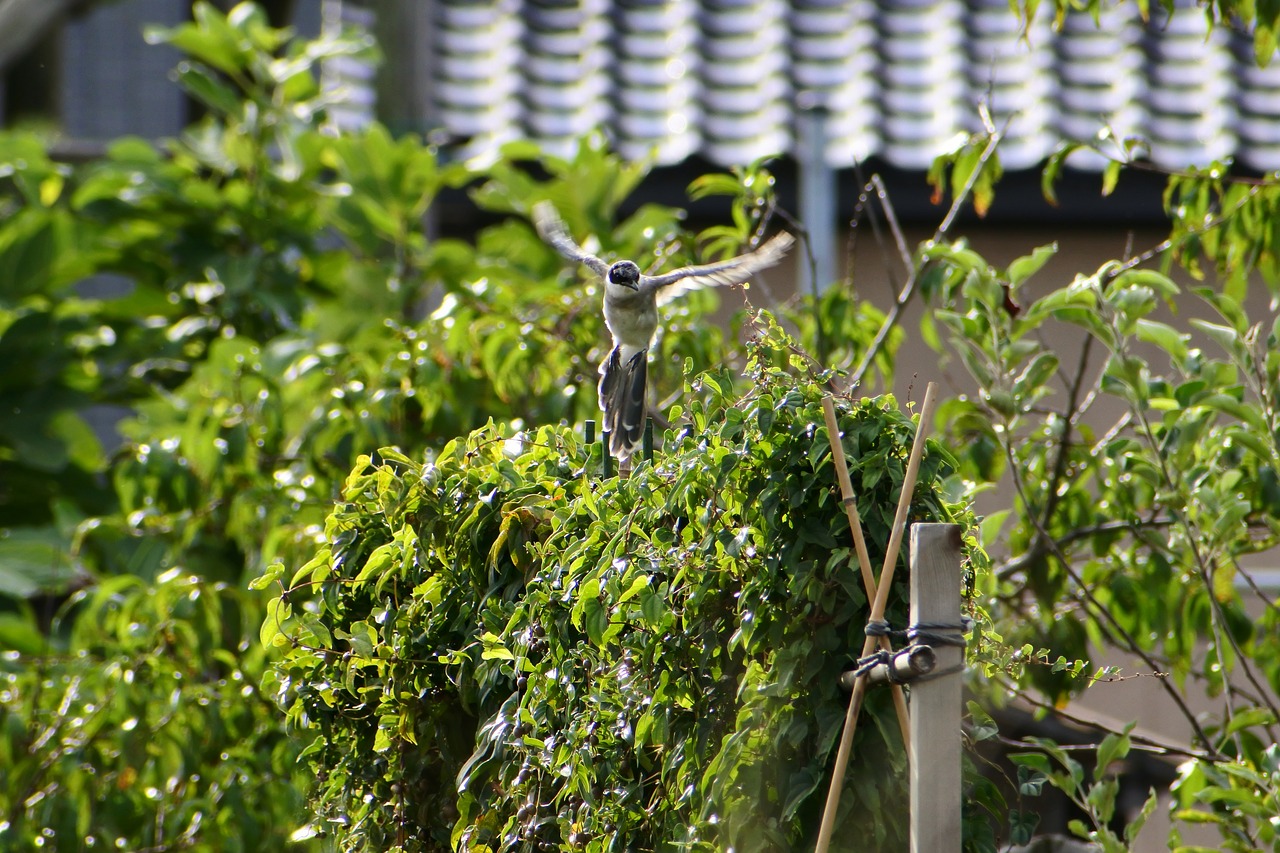 natural landscape fence free photo