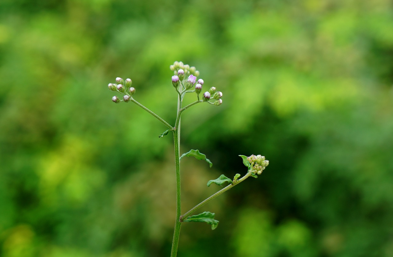 natural weed flowers free photo