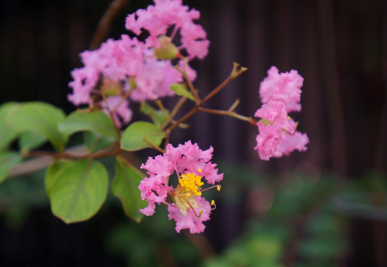 natural bunches of flowers pink free photo