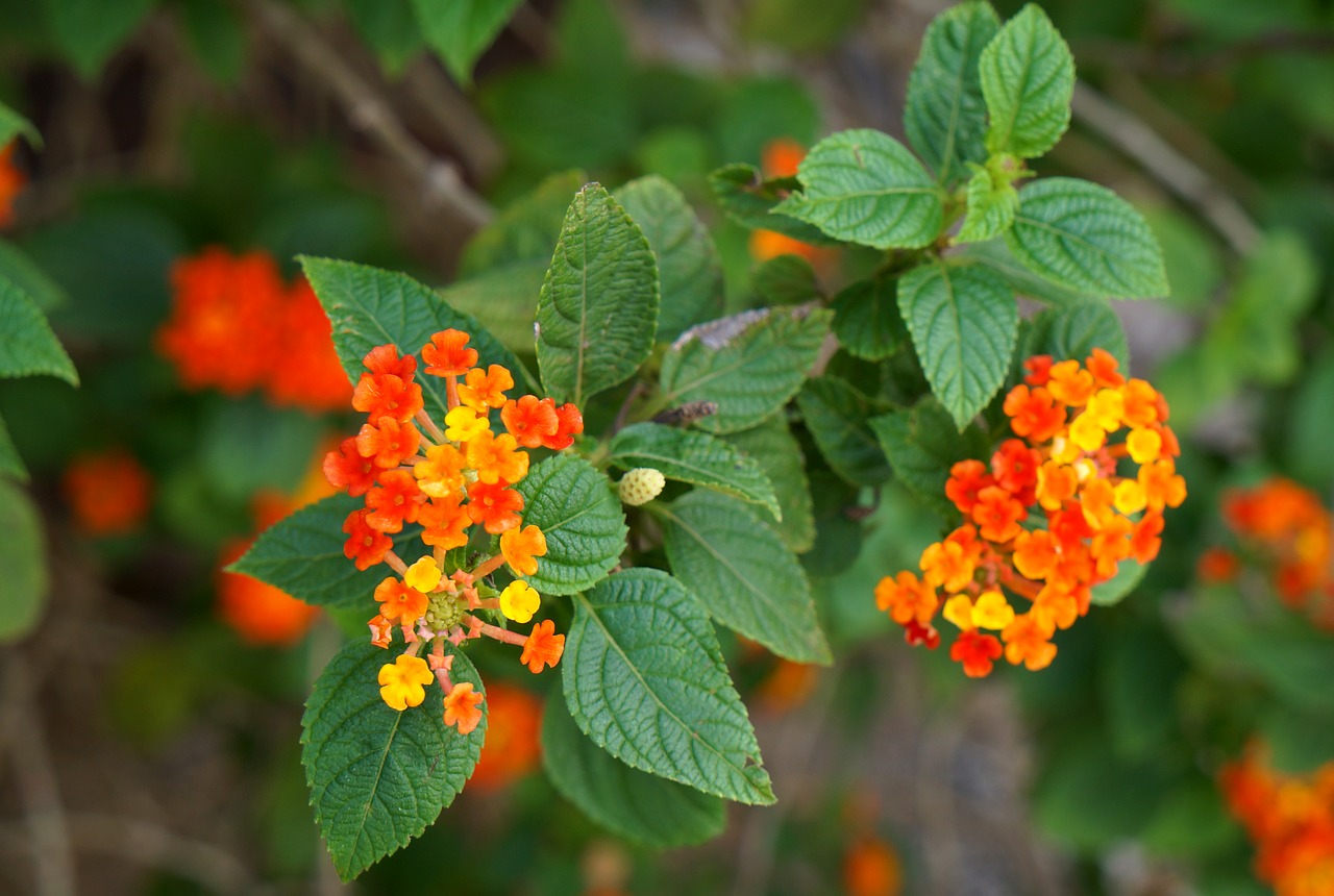 natural bunches of flowers team colors free photo