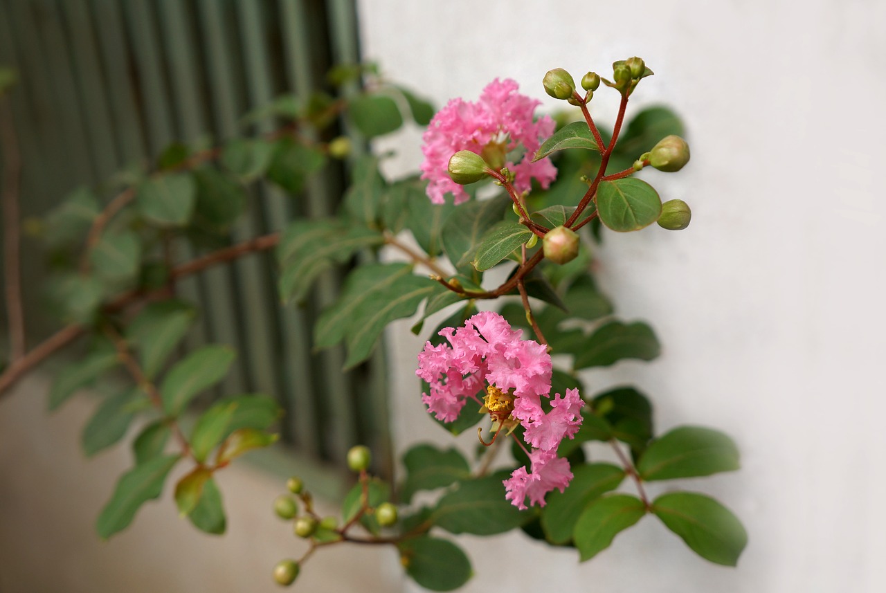 natural hoa tuong vy pink free photo