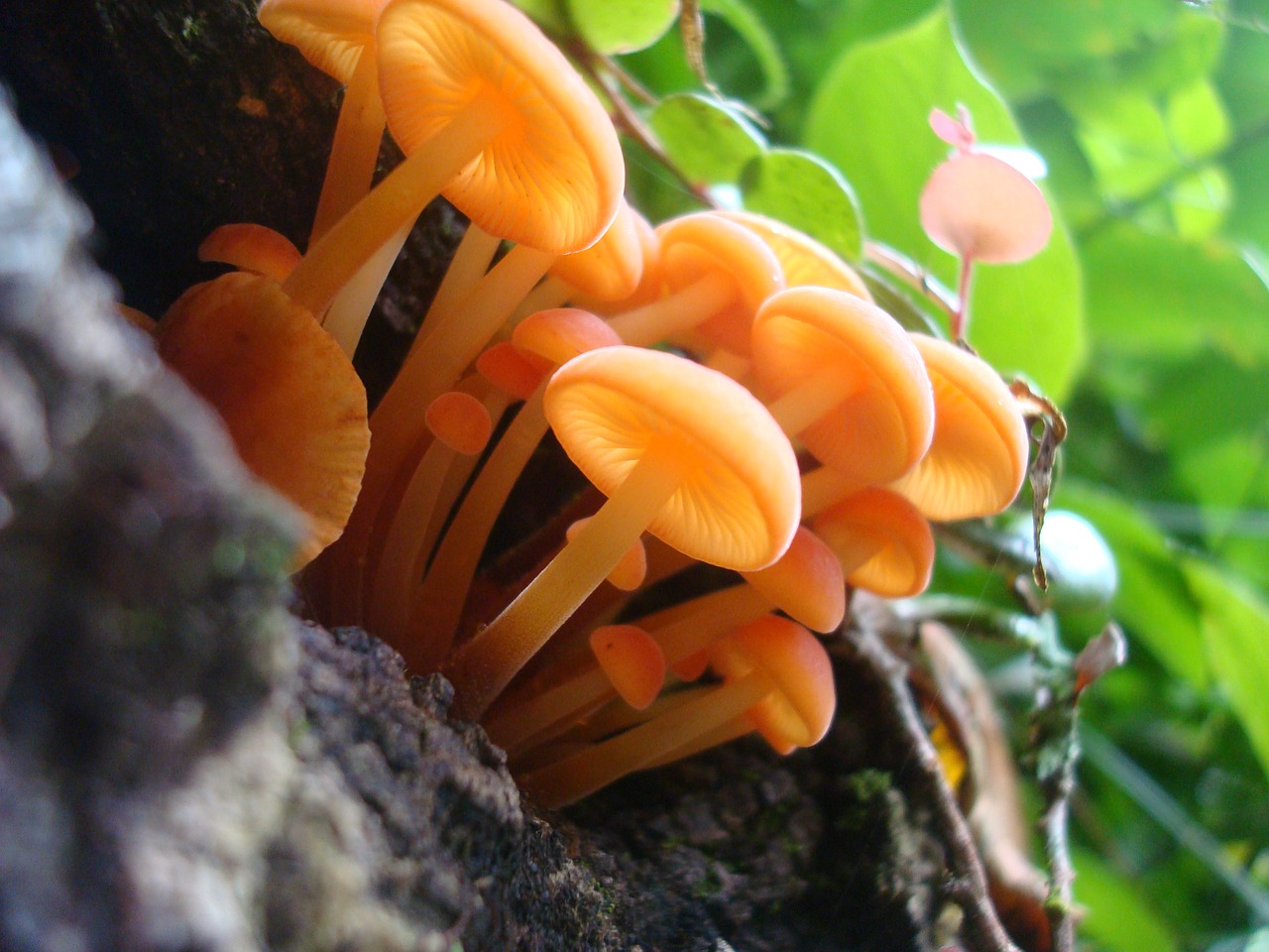 natural fungi orange orange free photo