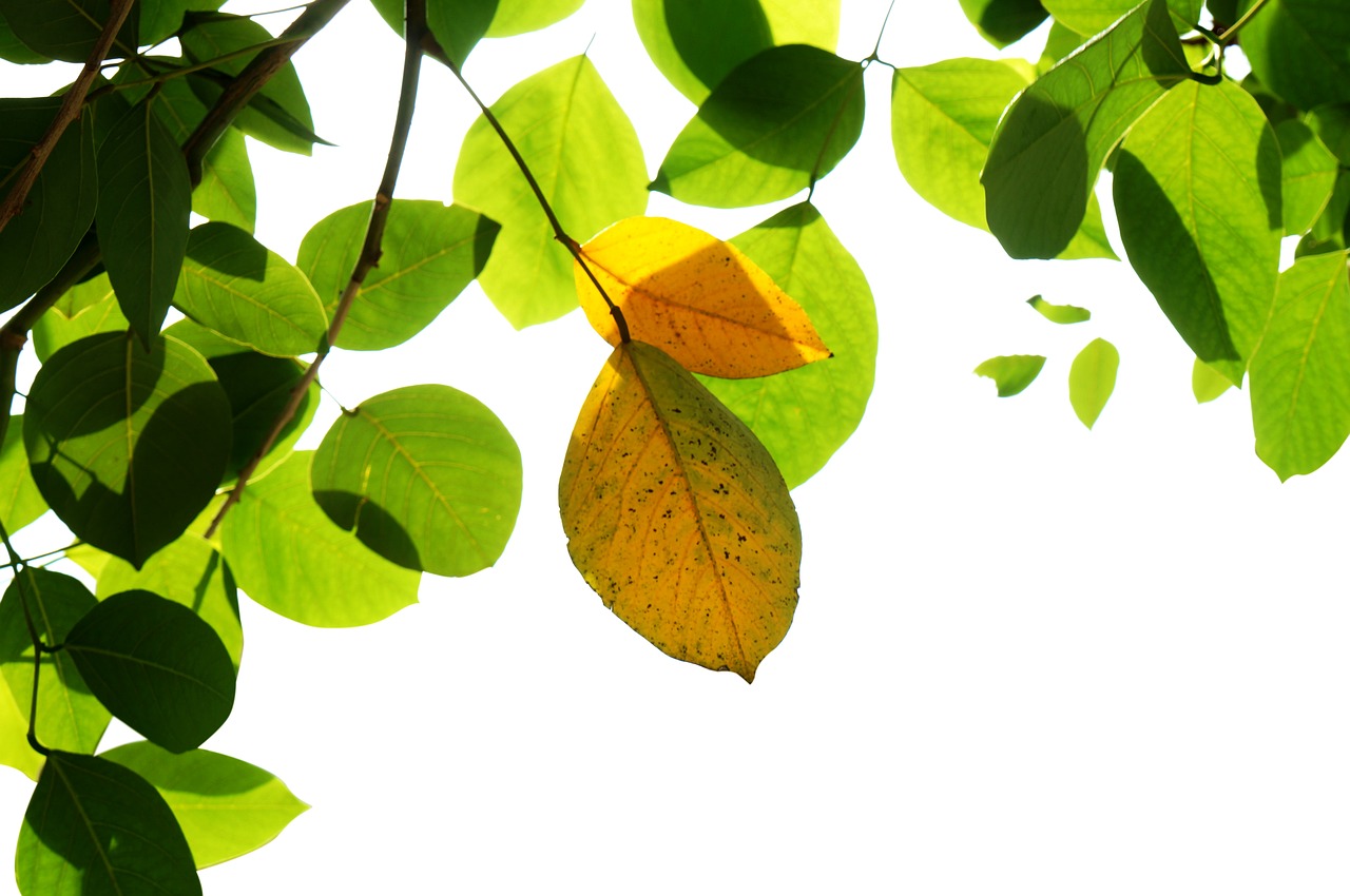 natural green leaf yellow leaves free photo