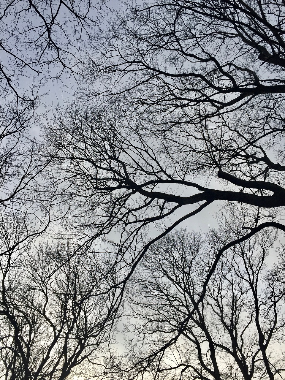 natural branches forest free photo