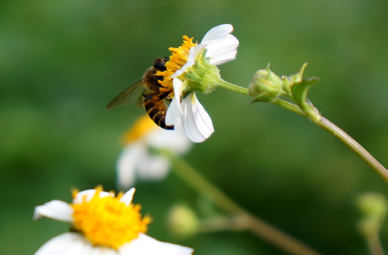 natural wildflowers bee free photo