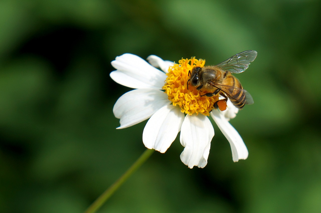 natural wildflowers bee free photo