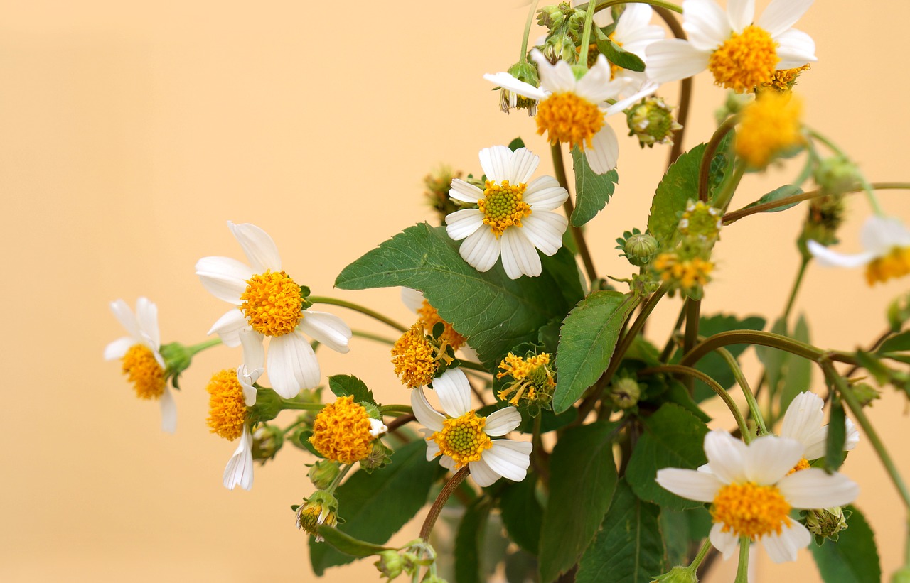 natural wildflowers white flowers free photo