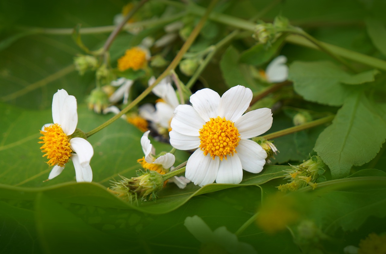 natural wildflowers white flowers free photo