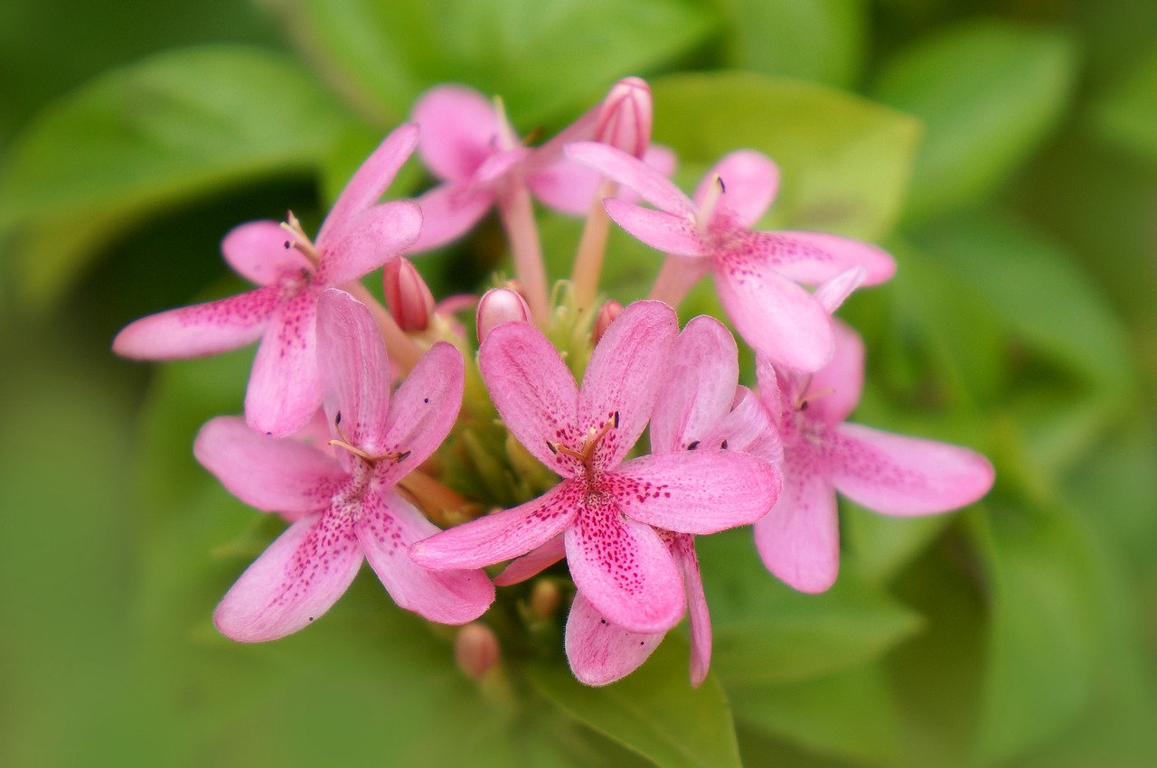 natural bunches of flowers pink free photo