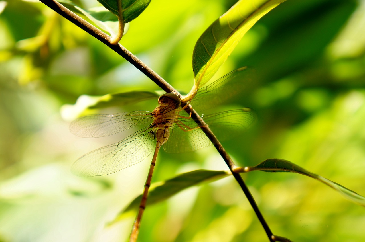 natural insects dragonflies free photo