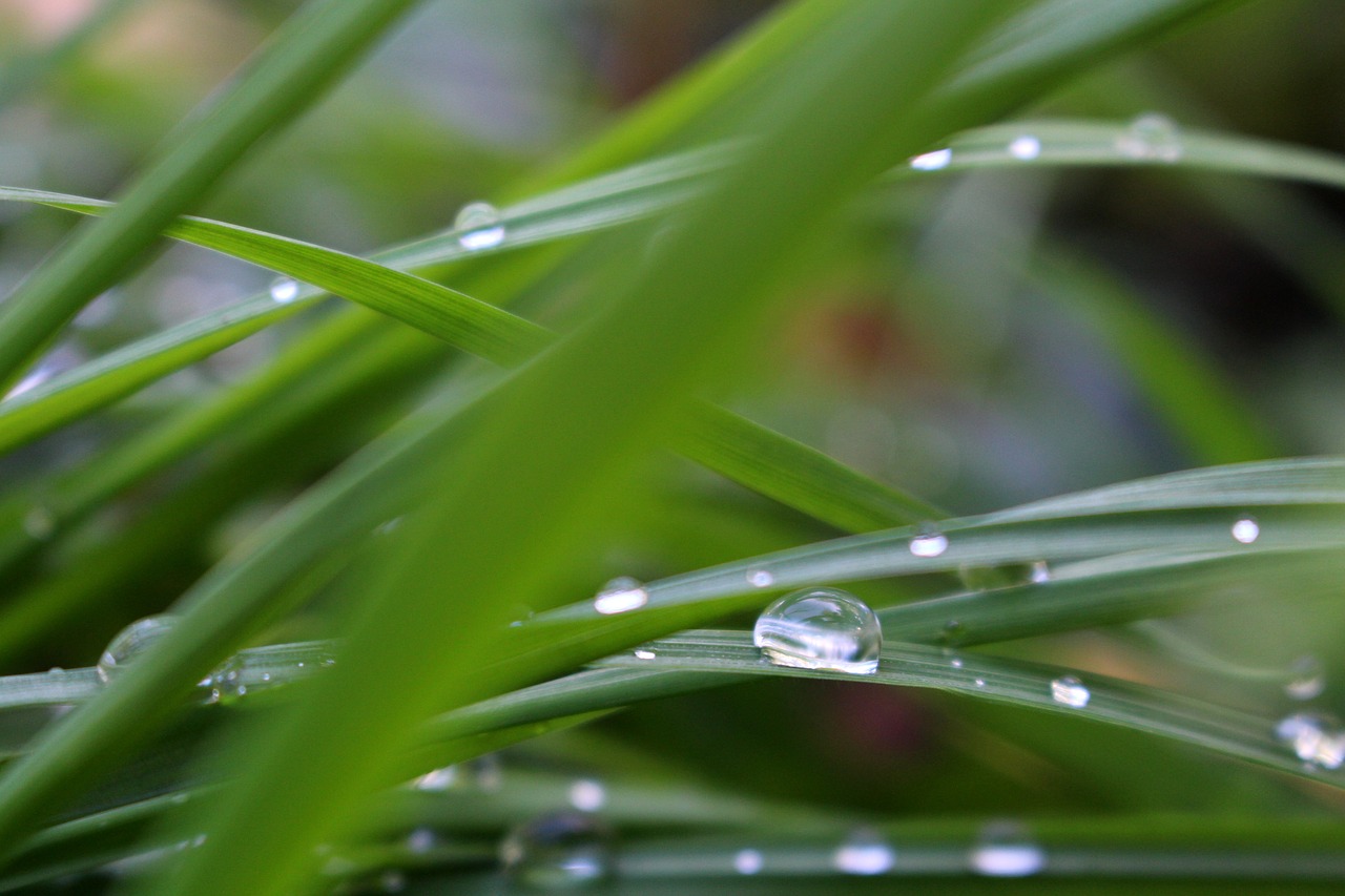 natural green grass free photo