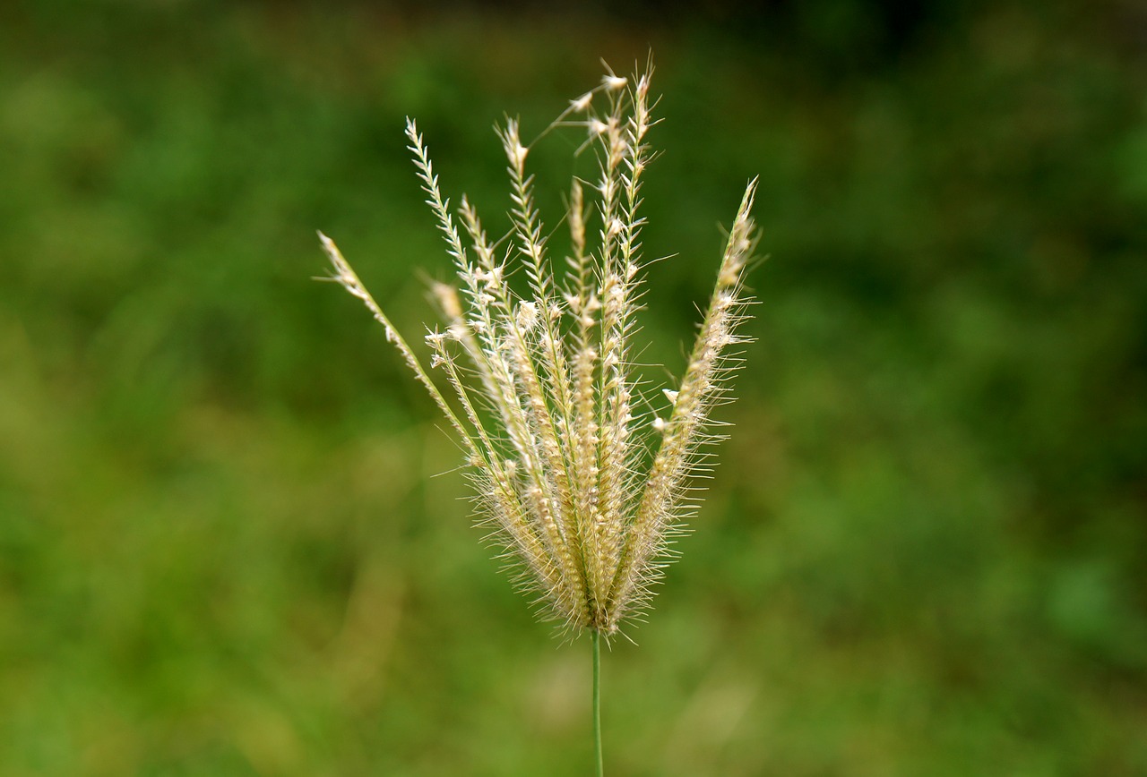 natural cotton grass green free photo