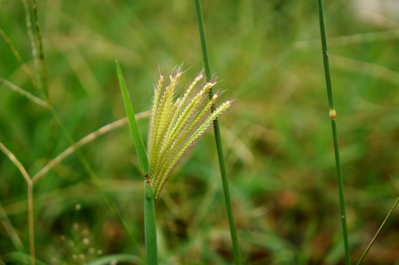 natural cotton grass green free photo