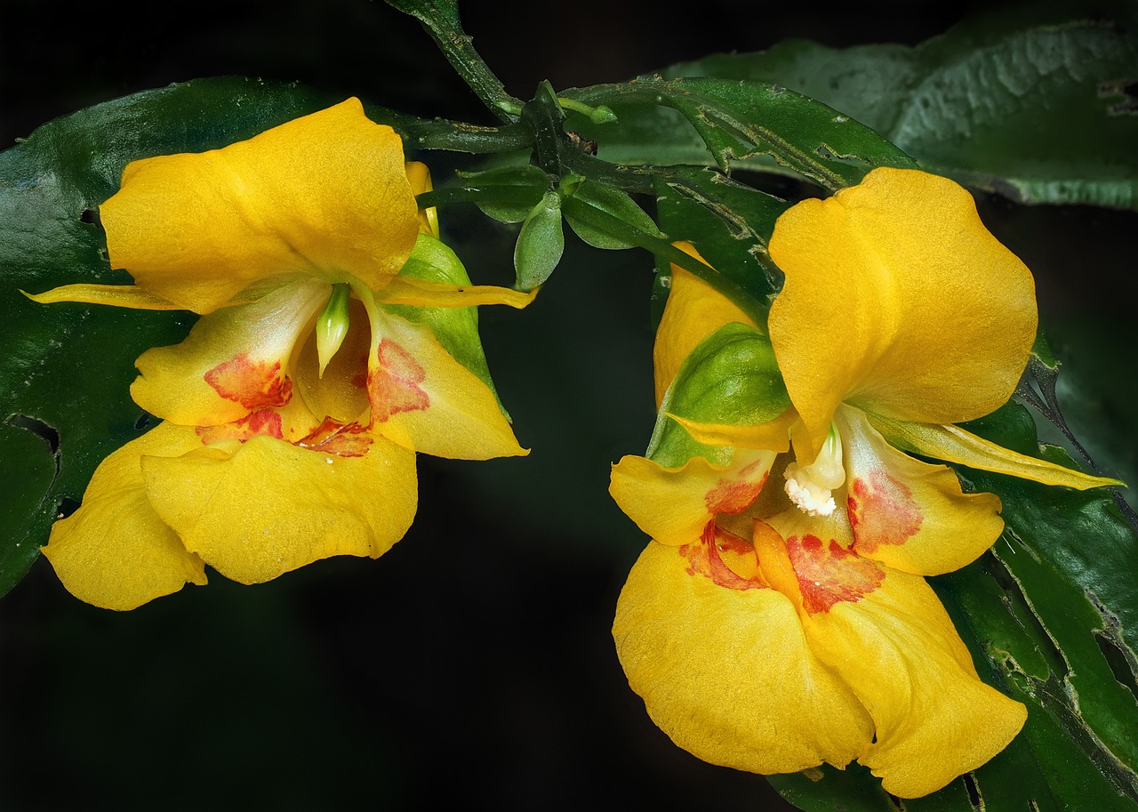 natural yellow wildflowers free photo