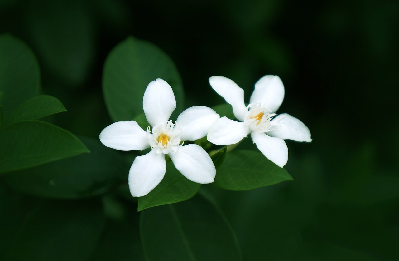 natural white flowers pure free photo