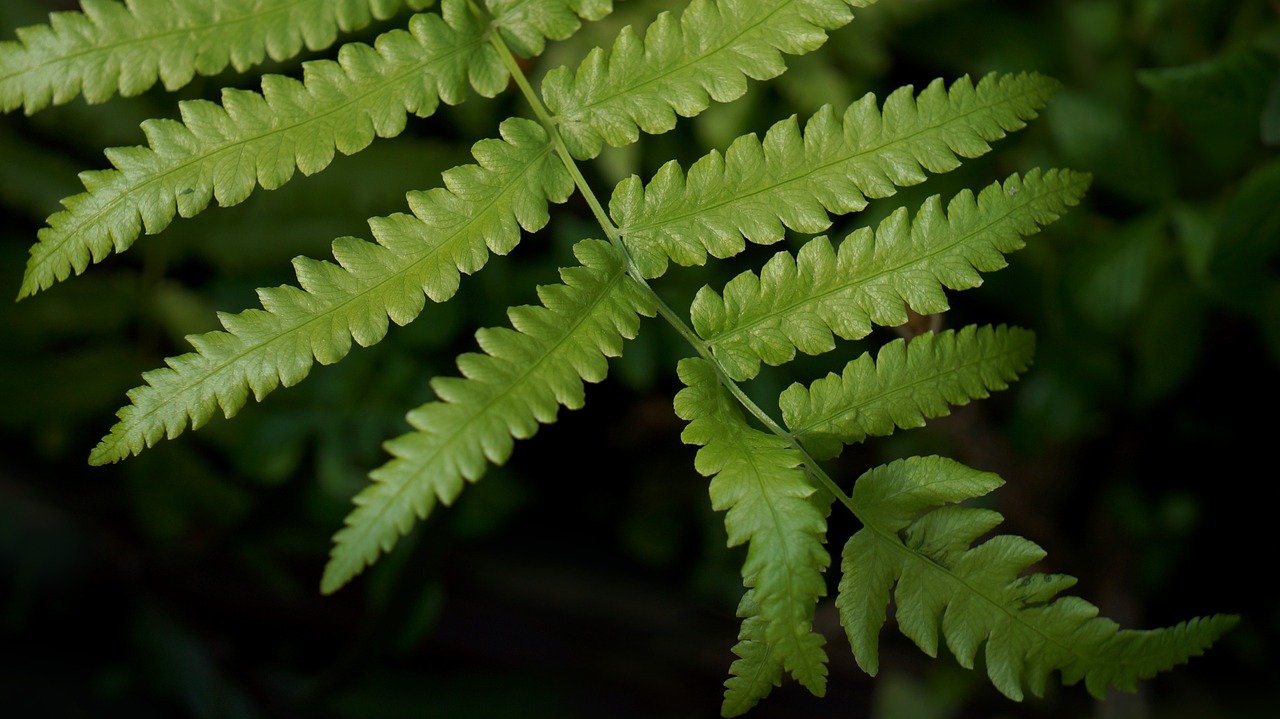 natural fern leaf green leaf free photo