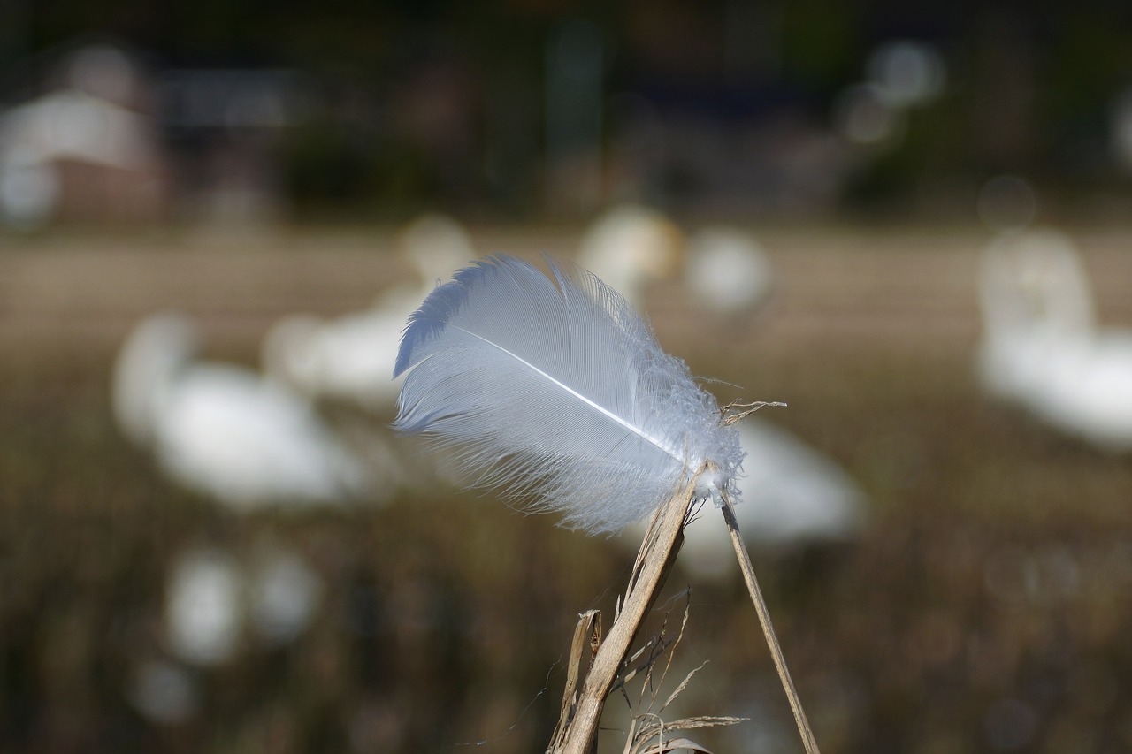 natural landscape swan free photo