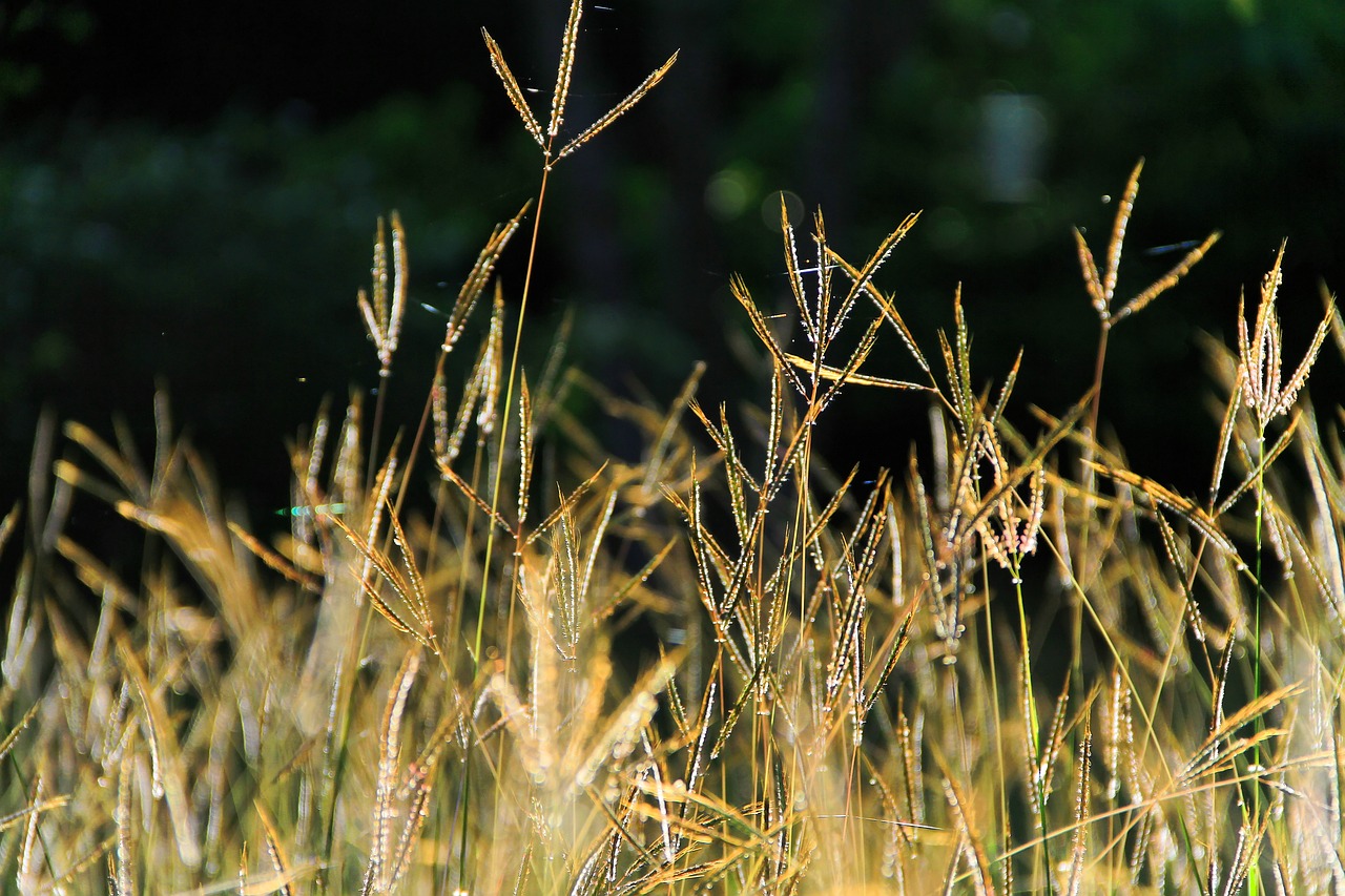 natural grass spring free photo