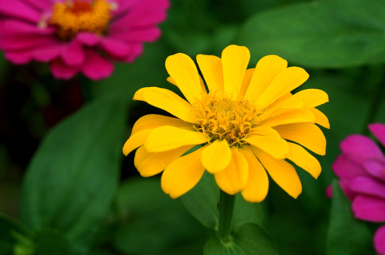 natural chrysanthemum yellow flowers free photo