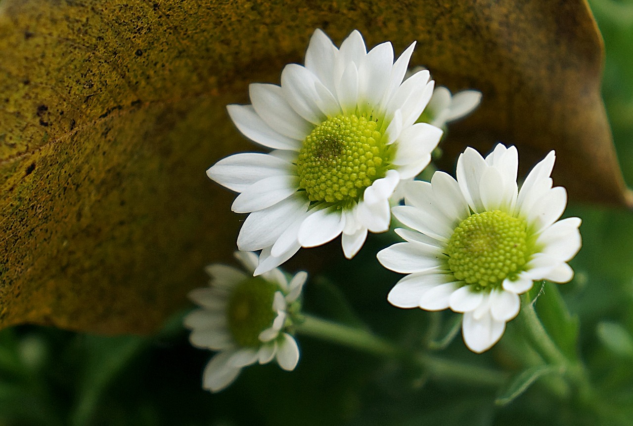 natural chrysanthemum white daisies free photo