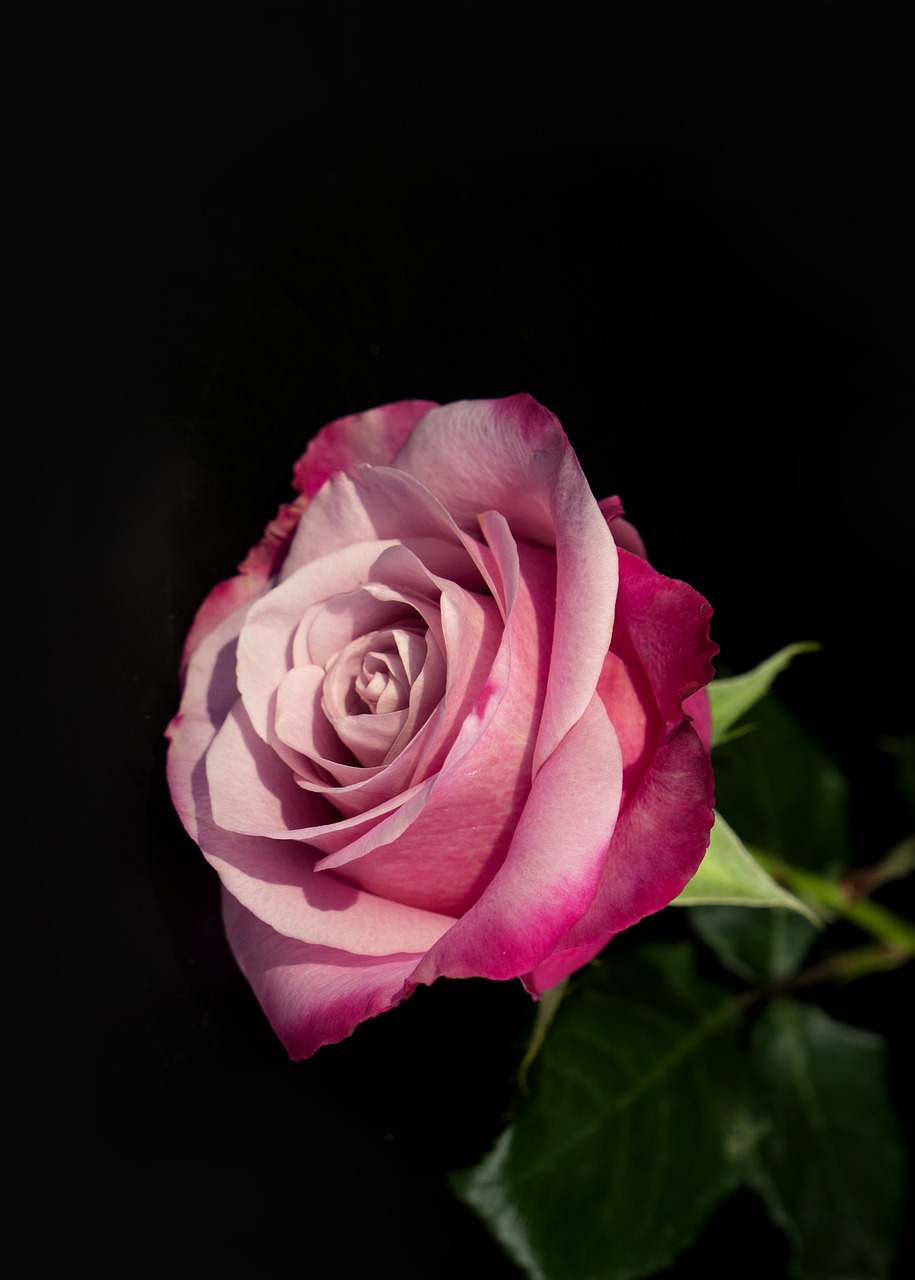 natural emotion roses free photo