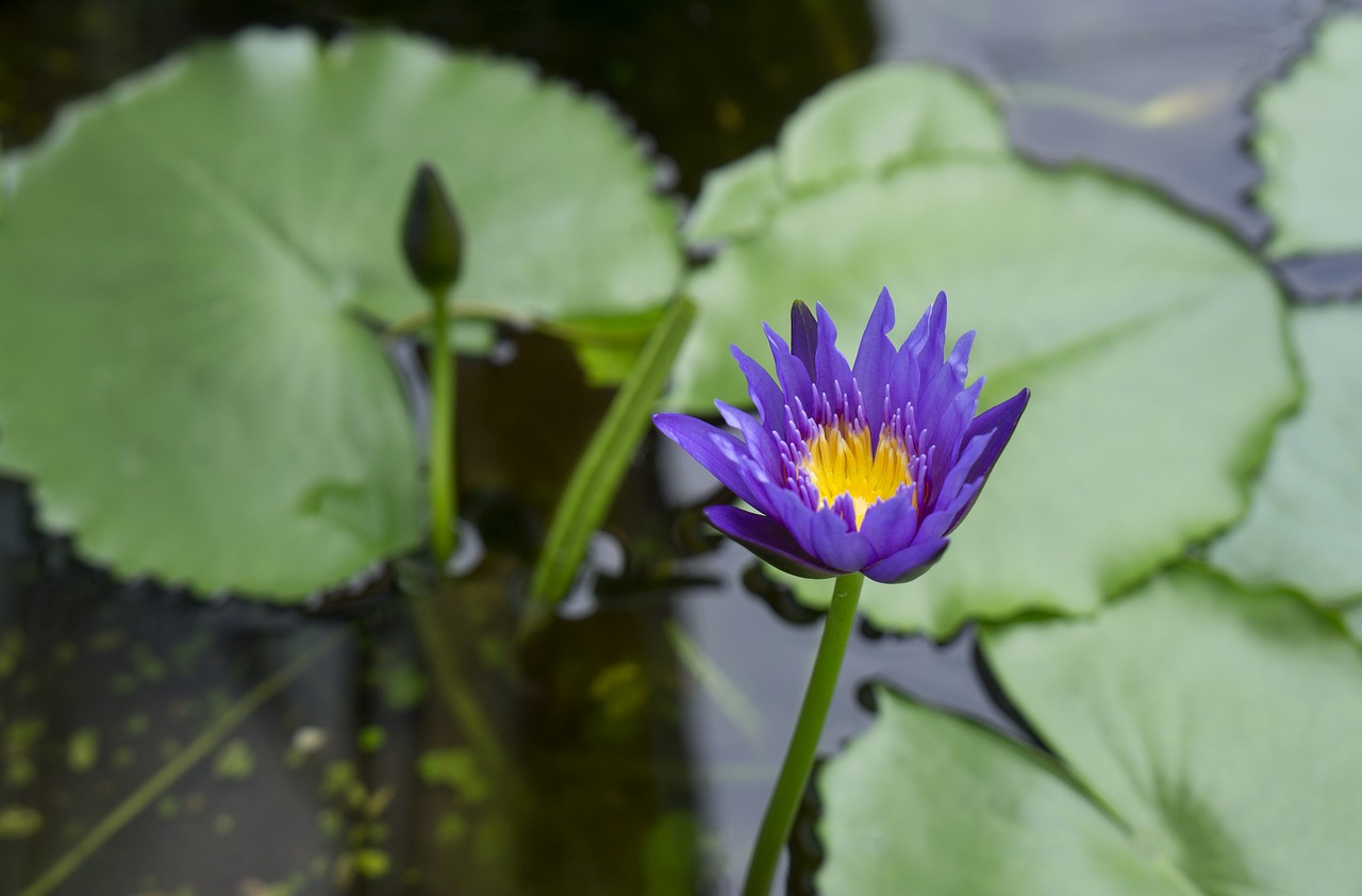 natural lily gun cotton free photo