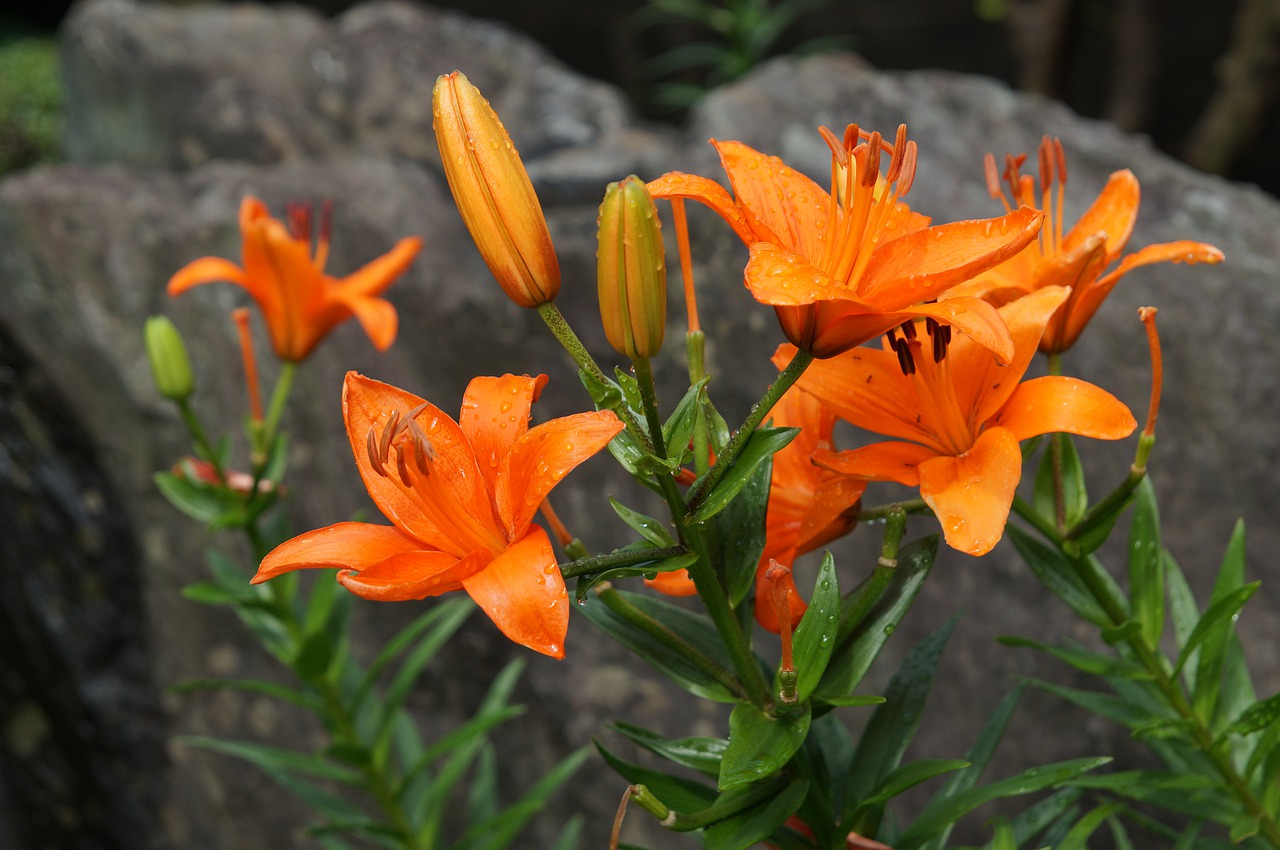 natural flowers plant free photo