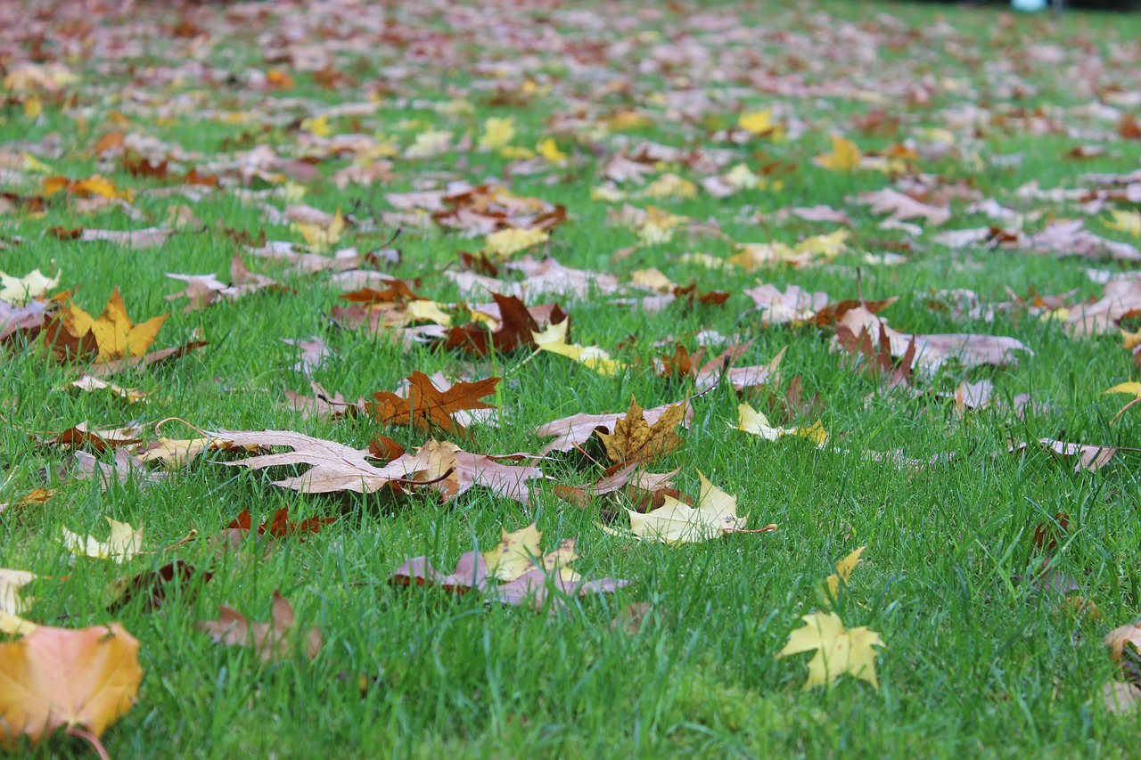 natural leaf lawn free photo