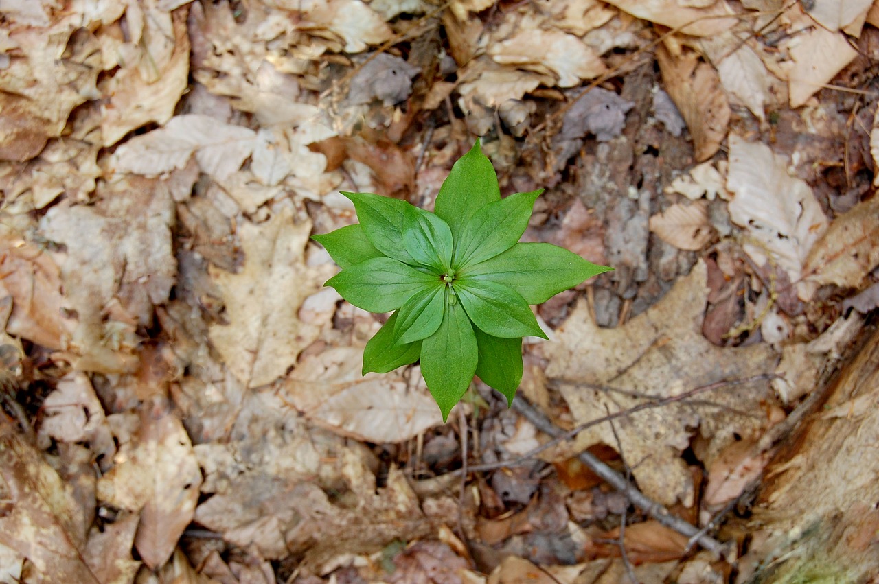 natural wood plant free photo