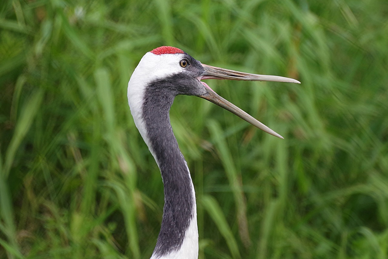 natural bird wild animals free photo