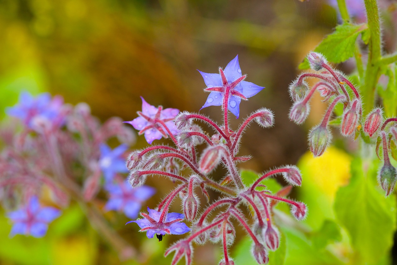 natural flower plant free photo