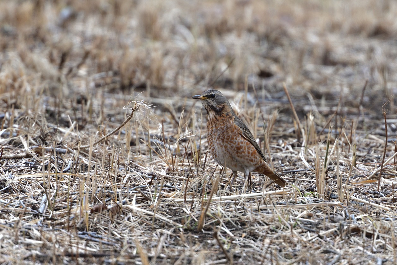 natural wild animals bird free photo