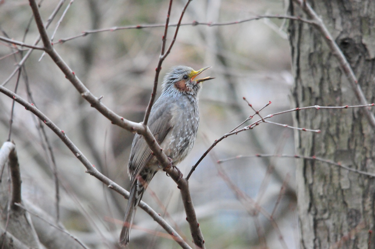 natural bird wood free photo