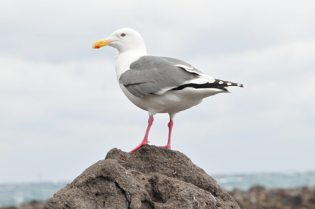 natural sea bird free photo