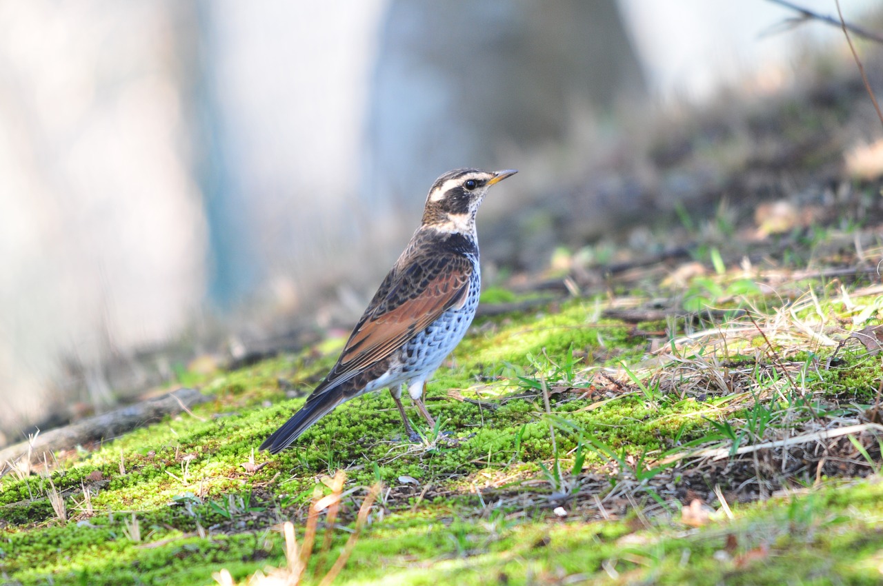 natural bird outdoors free photo