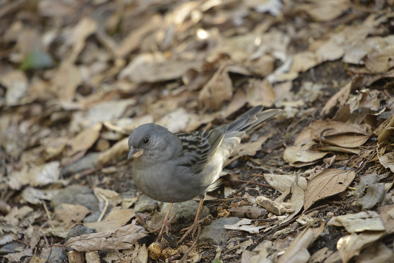 natural bird wild animals free photo