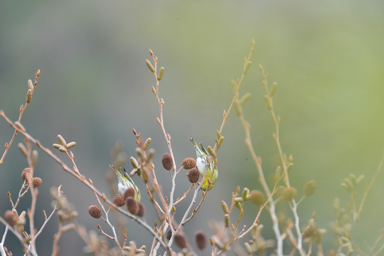 natural plant outdoors free photo