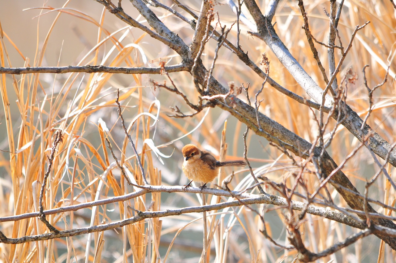 natural bird wood free photo