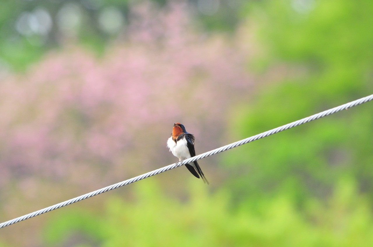 natural bird yan free photo