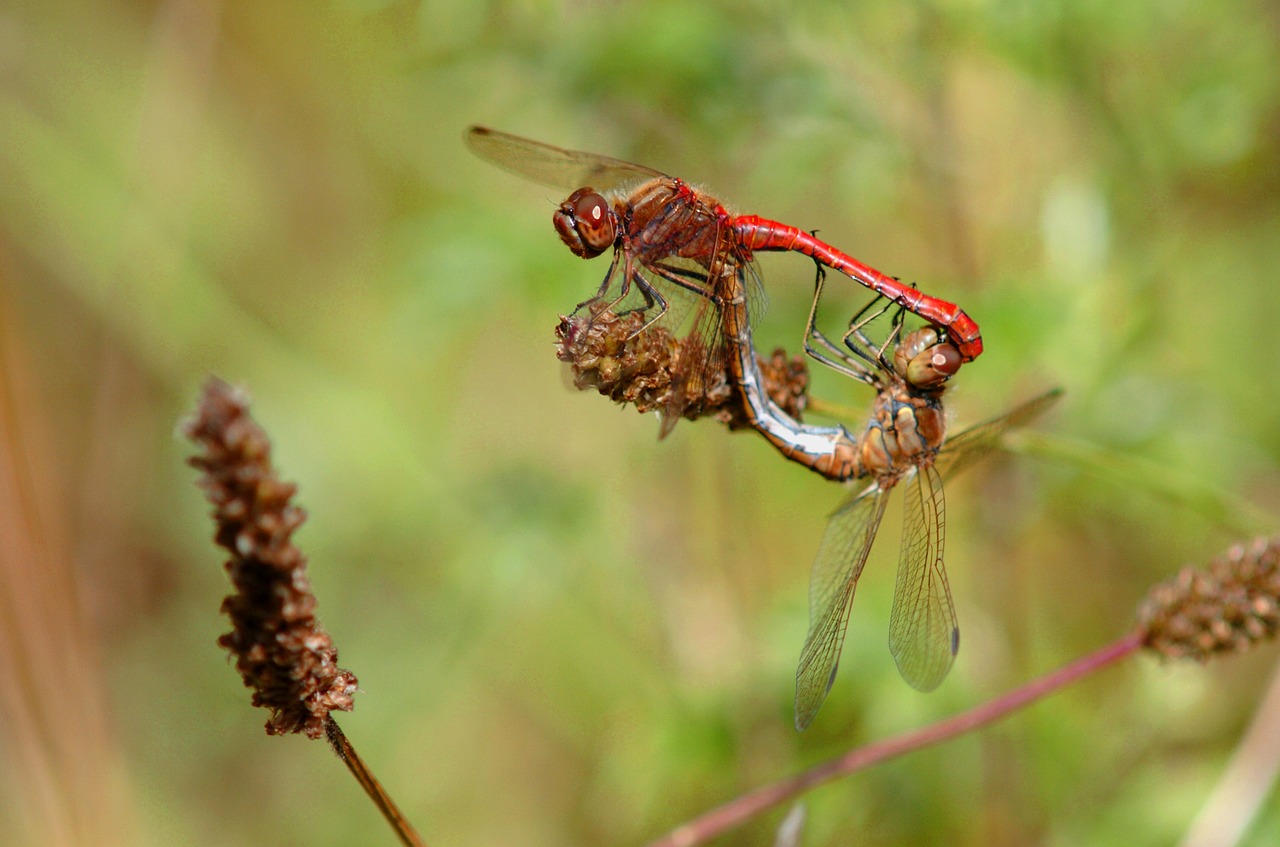 natural insect outdoor free photo