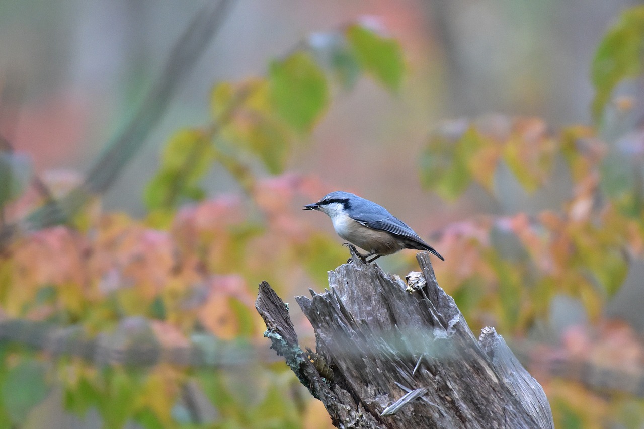 natural bird outdoors free photo