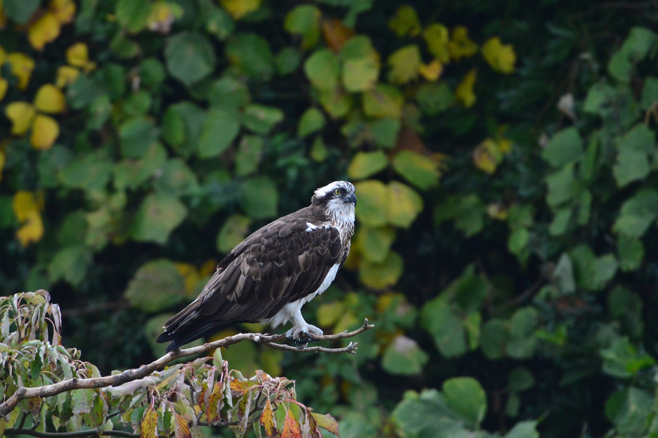 natural bird outdoors free photo