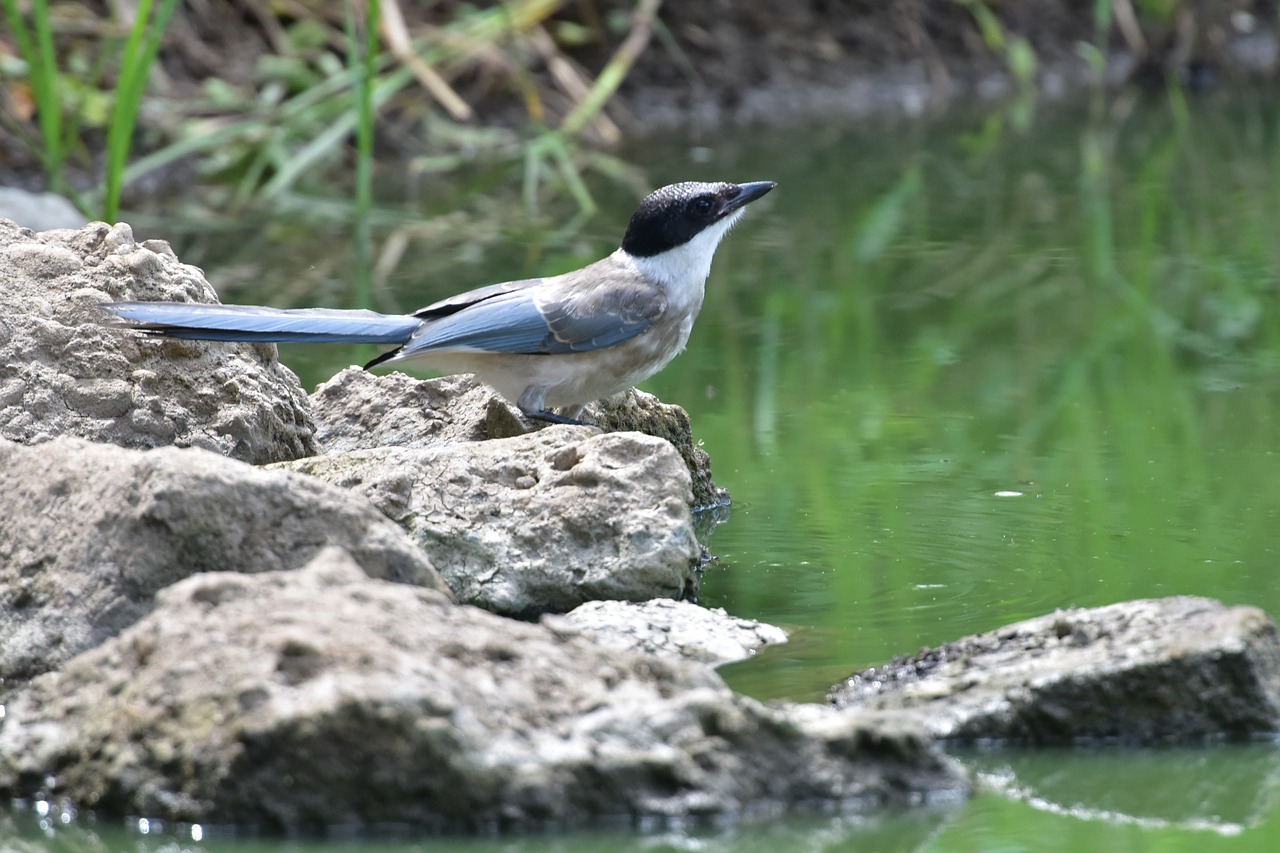 natural bird wild animals free photo