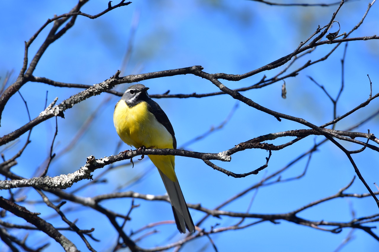 natural bird outdoors free photo