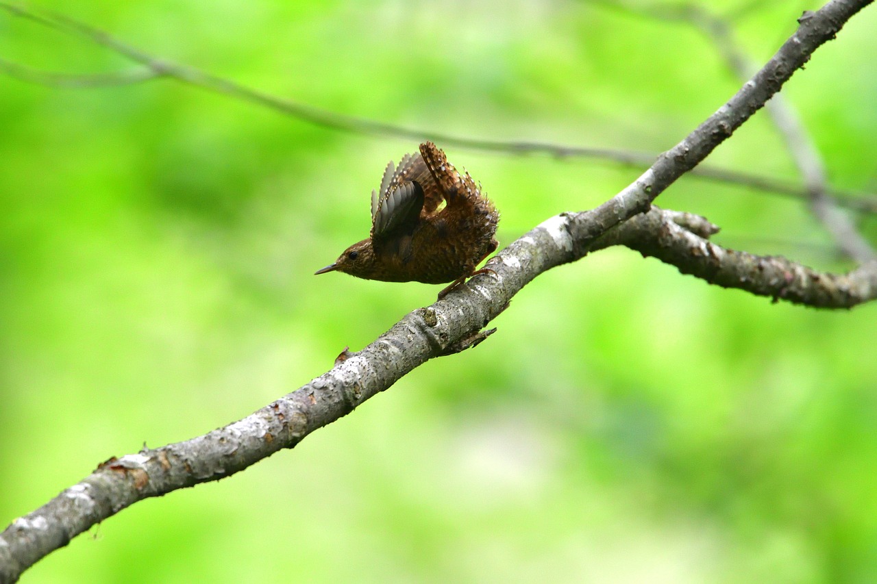 natural bird wild animals free photo