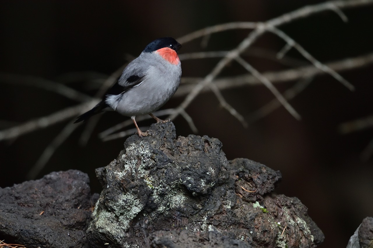 natural outdoors bird free photo