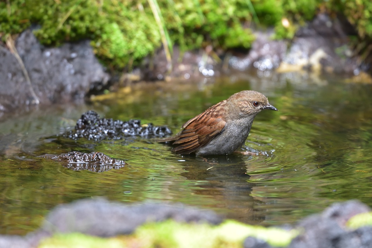 natural outdoors waters free photo