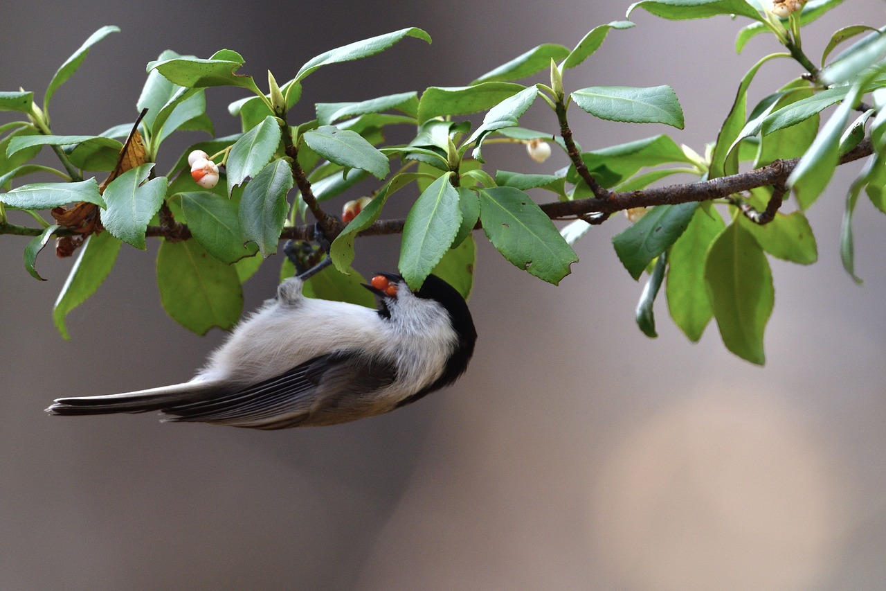 natural wood bird free photo