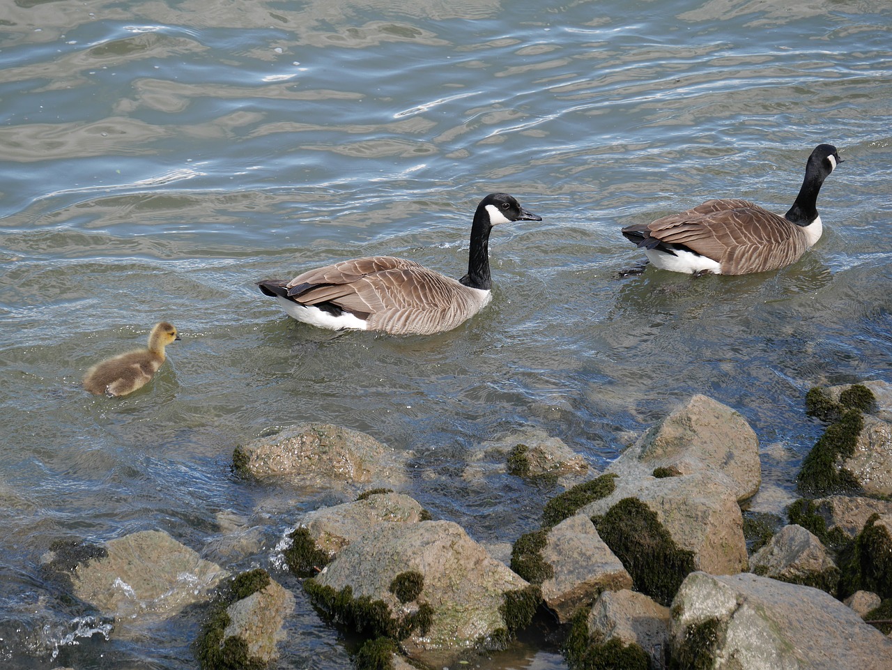 natural bird waters free photo